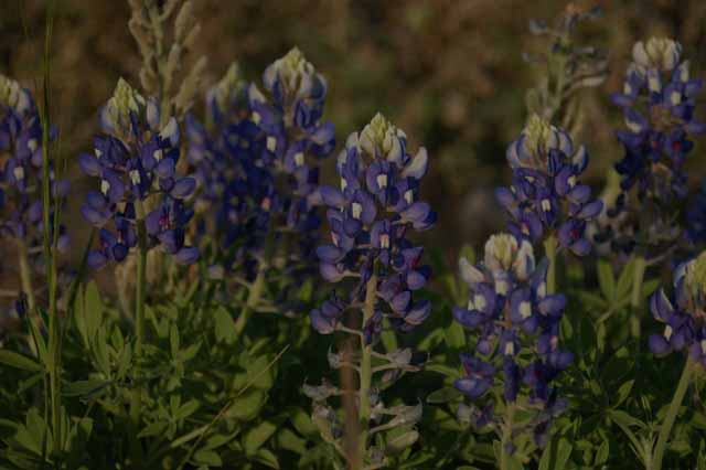 Texas bluebonnets